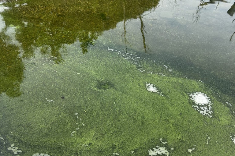 Concentrated algal formation and surface foam observed in shallow shoreline waters during fieldwork